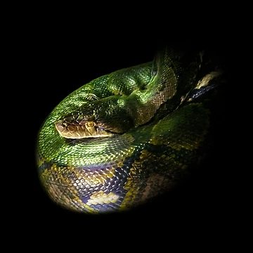 Artwork thumbnail, Python by Guardi71
