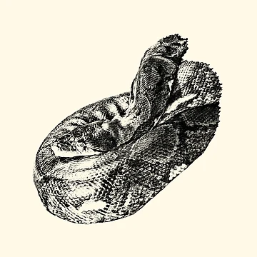 Artwork thumbnail, Python by Guardi71