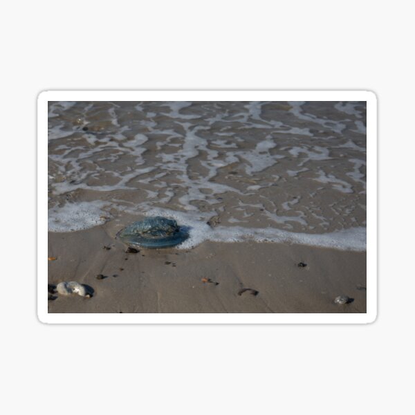 Item preview, Jellyfish designed and sold by Calidris Fotografie Steffi & Ben Köppler.
