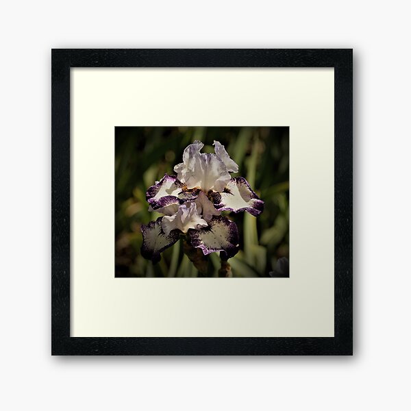 Purple and White Double Petal Iris Framed Art Print