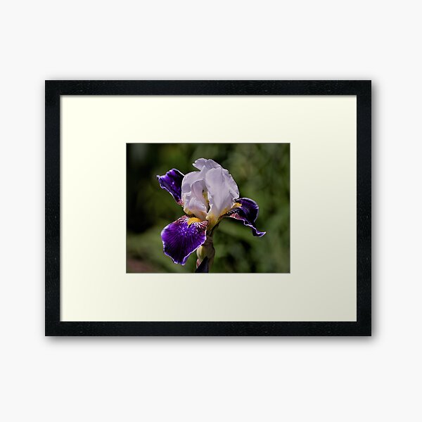 Iris - Purple and White Framed Art Print