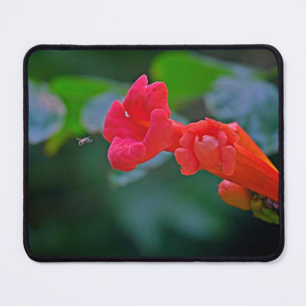 Item preview, Trumpet Vine Flowers designed and sold by Artsy-Creator.