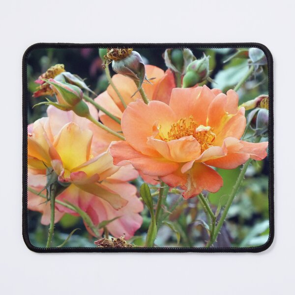 Item preview, Peach Coloured Roses  designed and sold by pinkal.