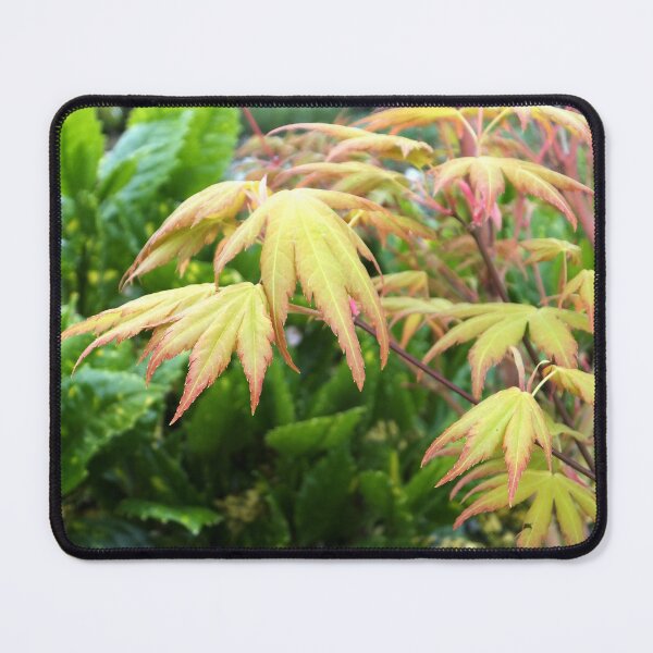 Item preview, Yellow Maple Leaves designed and sold by pinkal.