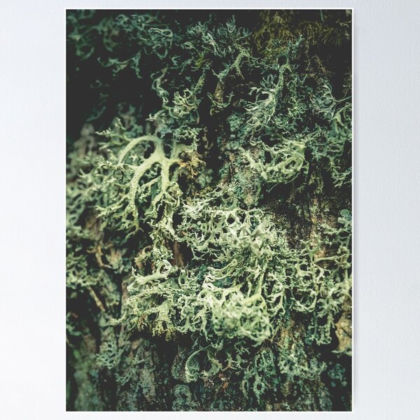 Item preview, A Walk in the Woods designed and sold by LU Photography.