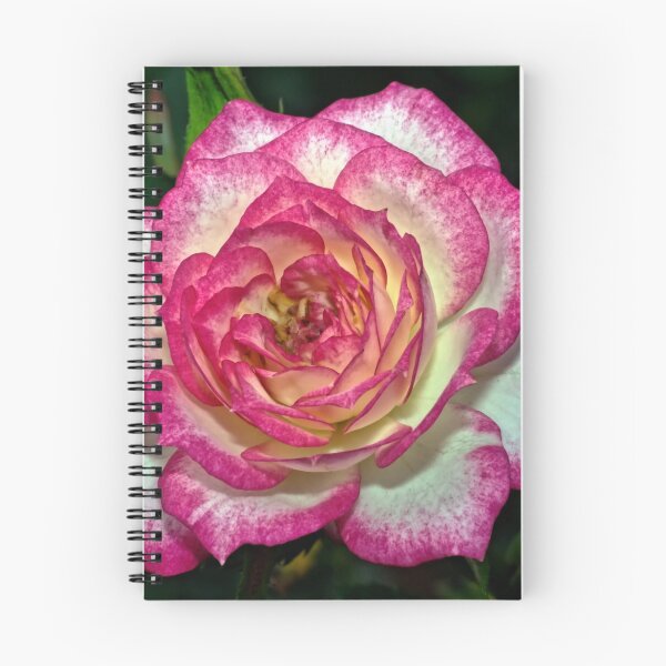 Item preview, Red and White Rose from above Leith Park Victoria 20180221 2349 designed and sold by Fred Mitchell.