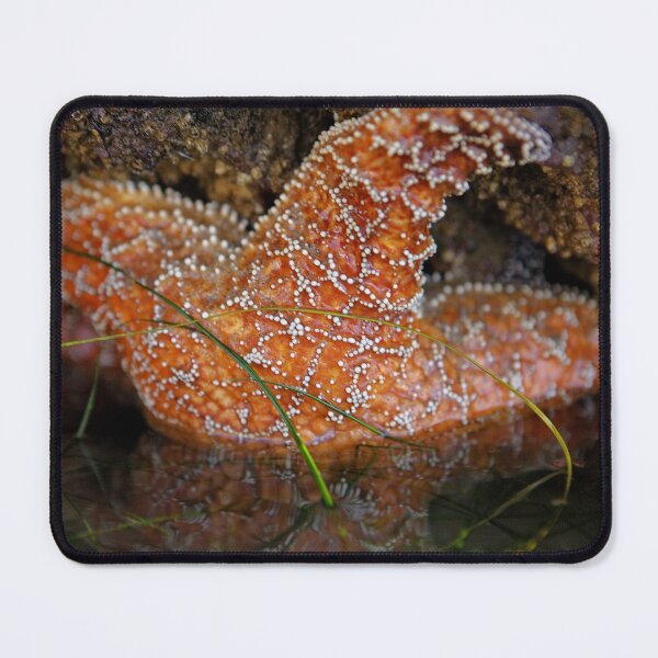 Item preview, Orange Sea Star designed and sold by Cathy L. Gregg.
