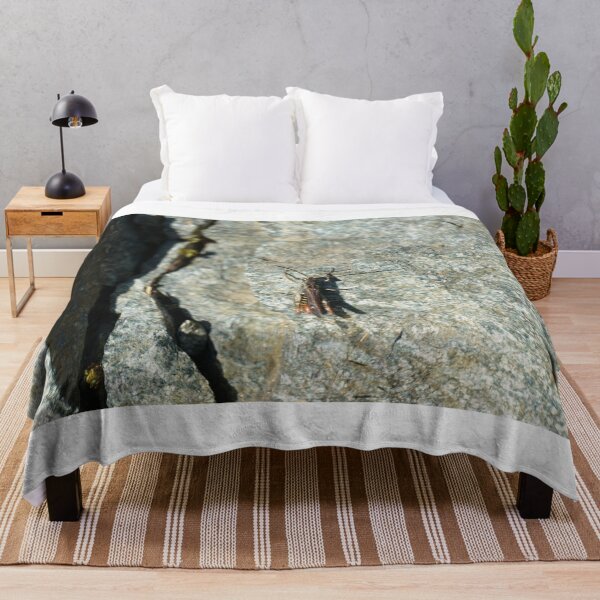 Item preview, Common grasshopper on a rock designed and sold by El-images1.