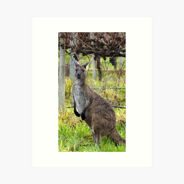 Item preview, Roo in the Vineyard by Avril Thomas at Magpie Springs designed and sold by MagpieSprings.