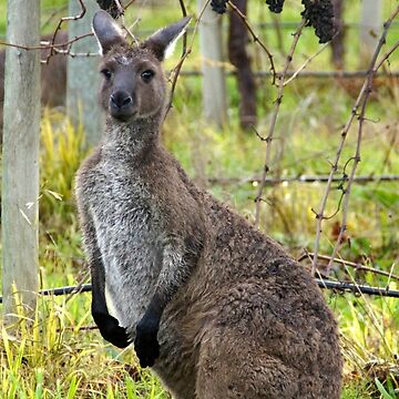 Artwork thumbnail, Roo in the Vineyard by Avril Thomas at Magpie Springs by MagpieSprings