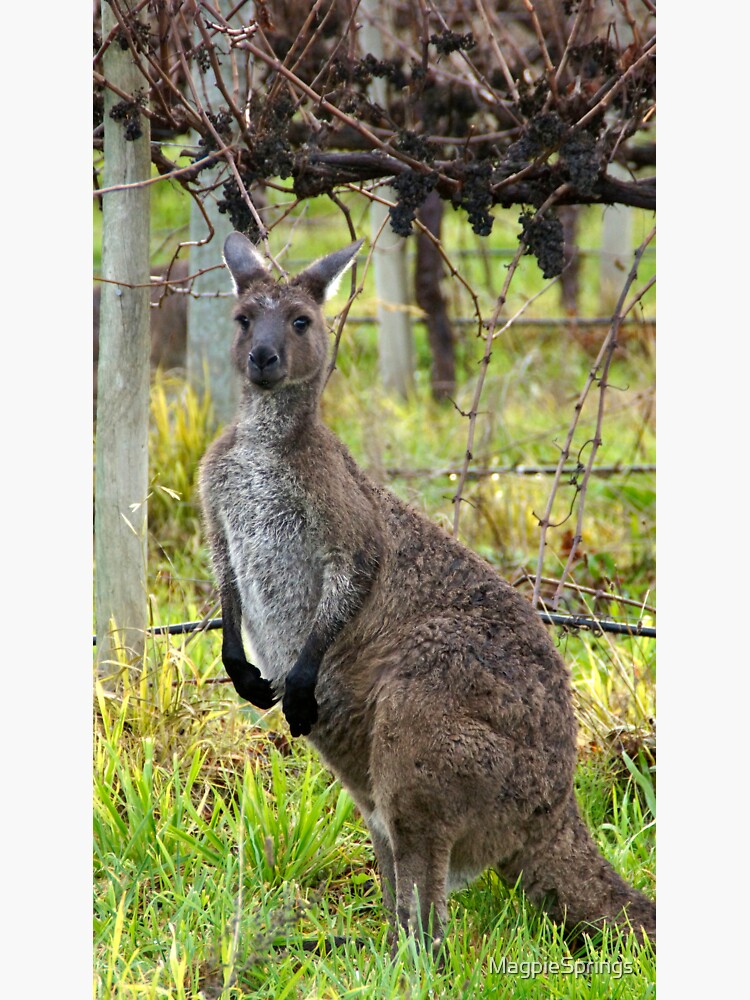 Thumbnail 3 of 3, Sticker, Roo in the Vineyard by Avril Thomas at Magpie Springs designed and sold by MagpieSprings.