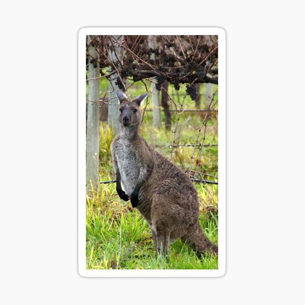 Roo in the Vineyard by Avril Thomas at Magpie Springs Sticker
