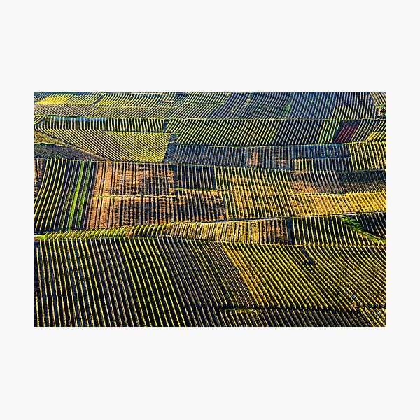 Champagne Mosaic Photographic Print