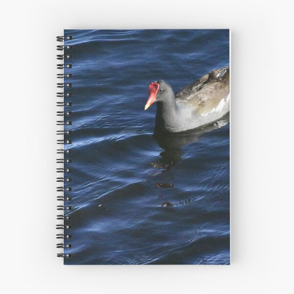 Item preview, Moorhen On Lake Toho designed and sold by MercerImages.