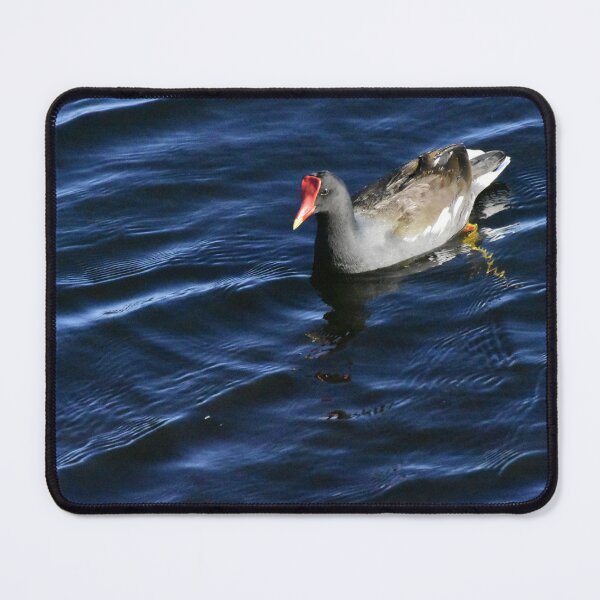 Item preview, Moorhen On Lake Toho designed and sold by MercerImages.