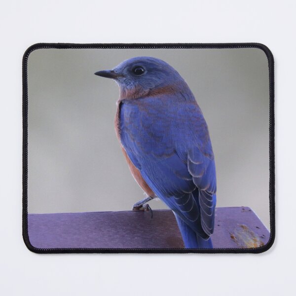 Item preview, Eastern Blue Bird designed and sold by Parks and X.