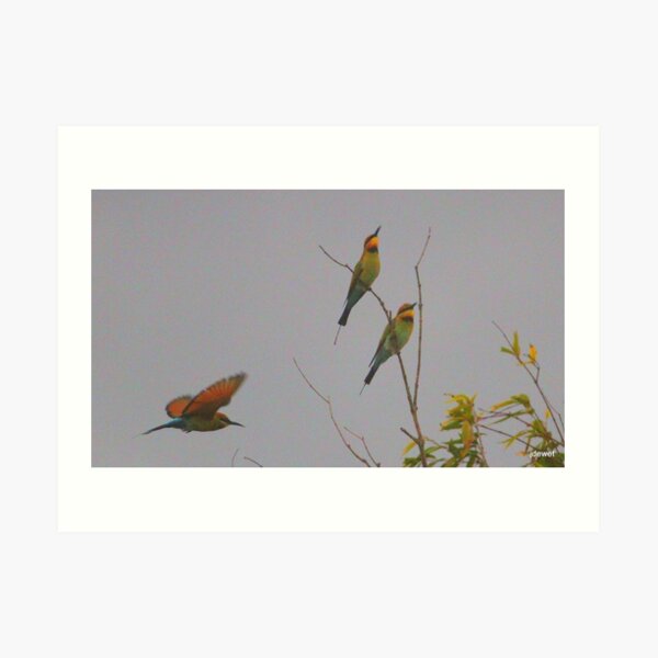 pretty bee-eaters Art Print