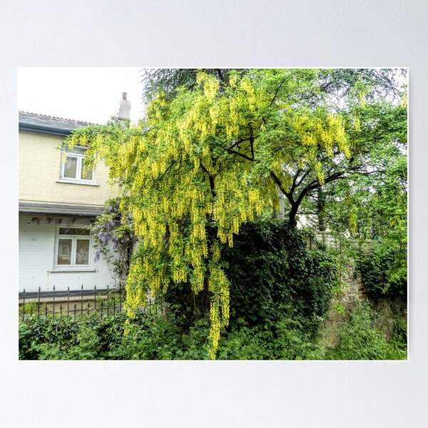 Item preview, Beautiful Laburnum Tree ..............Lyme Dorset UK designed and sold by lynn carter.