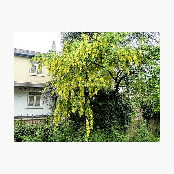 Item preview, Beautiful Laburnum Tree ..............Lyme Dorset UK designed and sold by lynn carter.