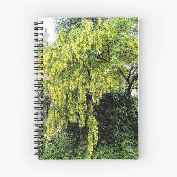 Item preview, Beautiful Laburnum Tree ..............Lyme Dorset UK designed and sold by lynn carter.