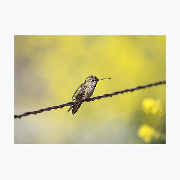 Taking a Break at the Wetlands Photographic Print