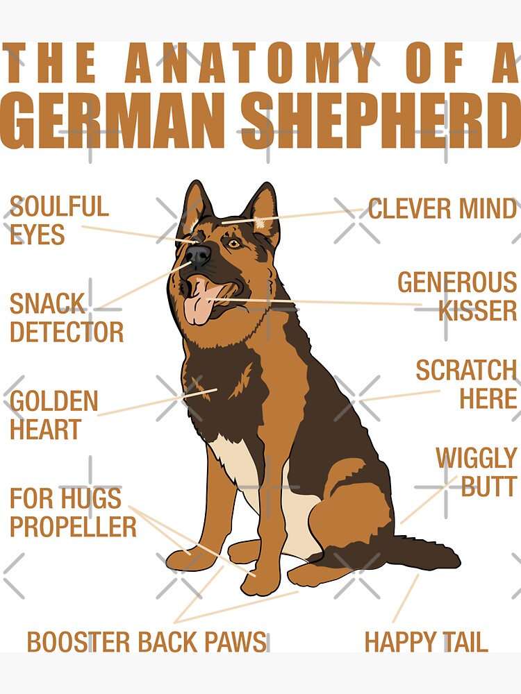 The Anatomy Of A German Shepherd Dog Owner