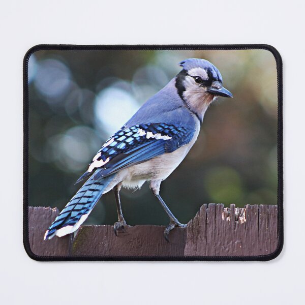Item preview, Beautiful Blue Jay Resting on Fence designed and sold by peaches23.