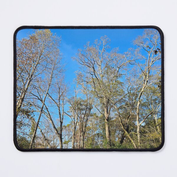 Item preview, Tall trees designed and sold by Larrysphotos.