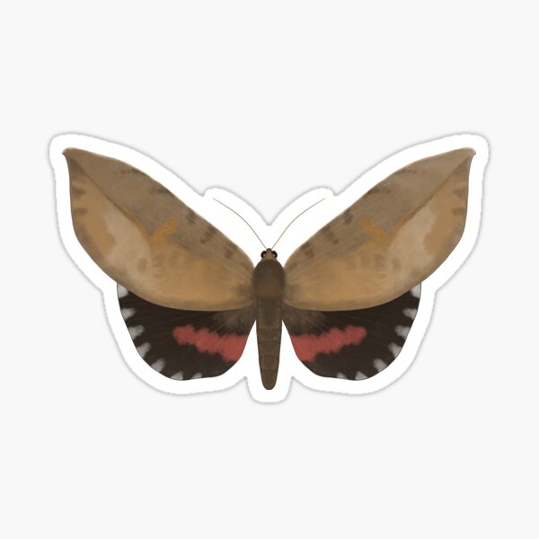Item preview, Southern Pink Underwing Moth (Phyllodes imperialis smithersi) designed and sold by Elipangolin.