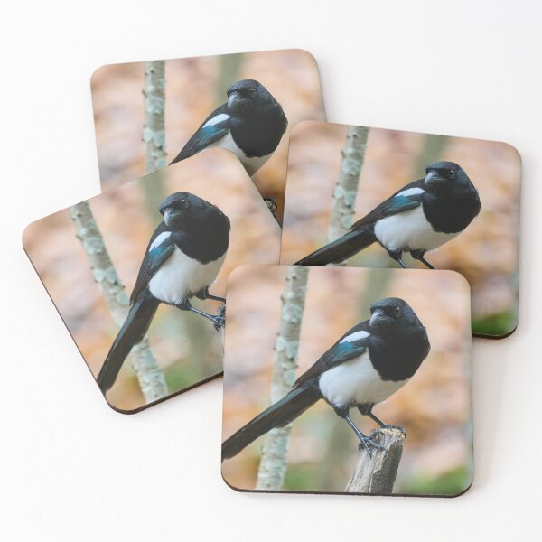 Item preview, Top Shot. Eurasian magpie designed and sold by Jouko Lehto Photography.
