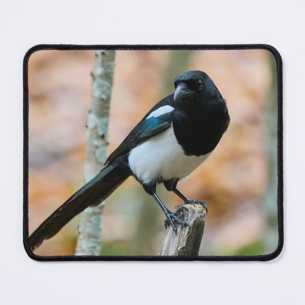 Item preview, Top Shot. Eurasian magpie designed and sold by Jouko Lehto Photography.
