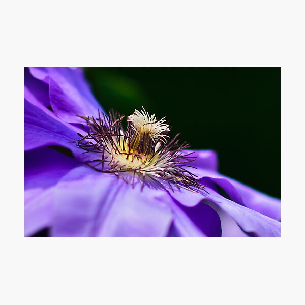 Violet Clematis Photographic Print