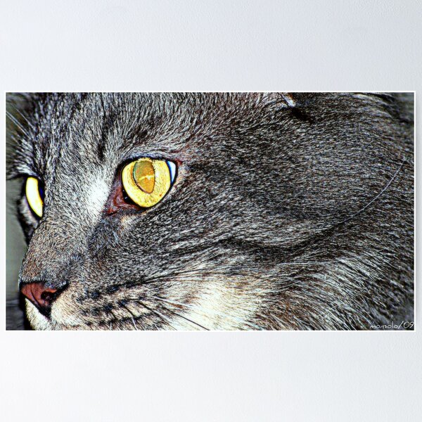 Item preview, My Pet Look designed and sold by saseoche.