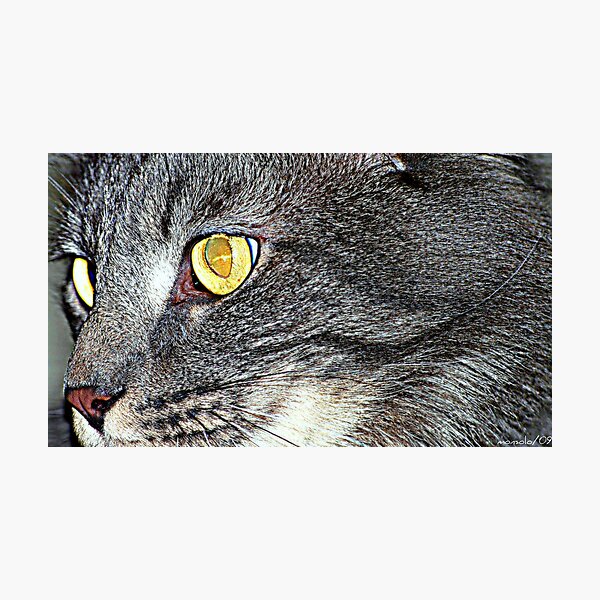 Item preview, My Pet Look designed and sold by saseoche.