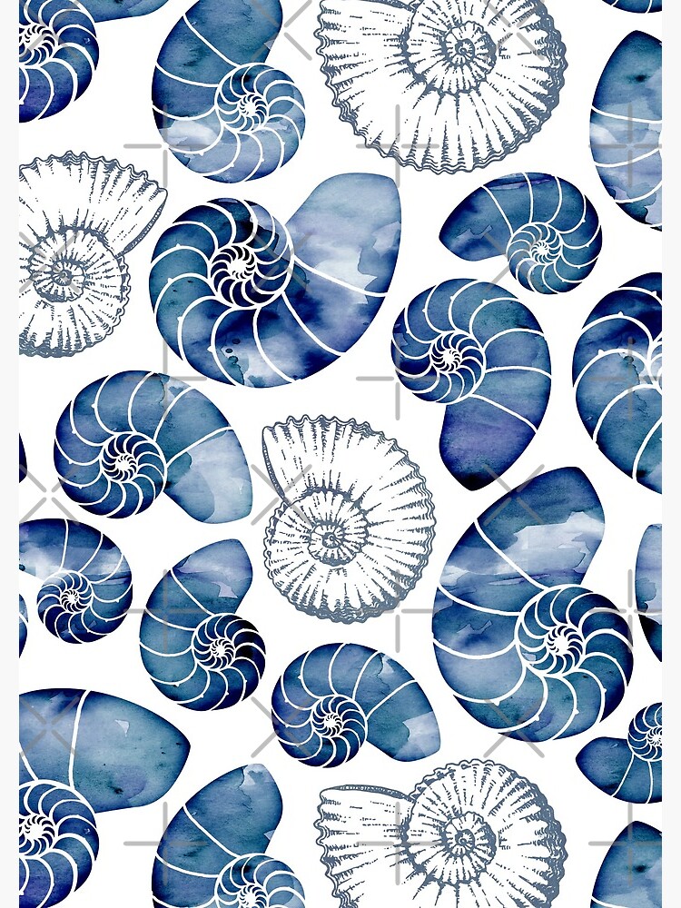 Blue nautilus shells on white by adenaJ