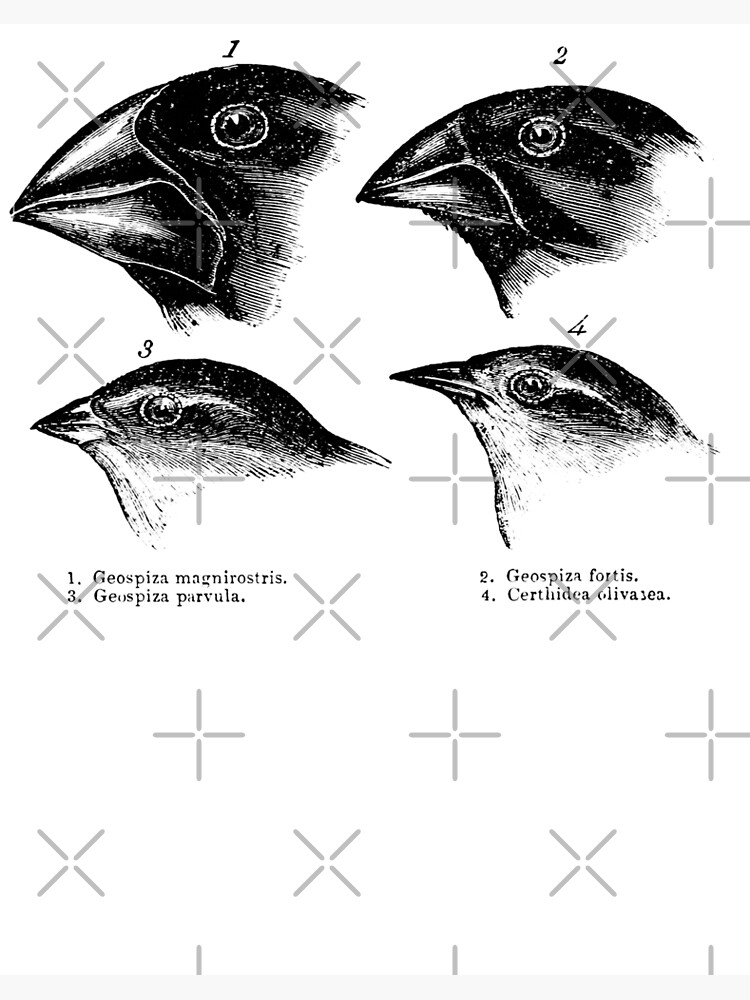 Darwin's Finches Illustration T-Shirt Evolution Atheist Tee