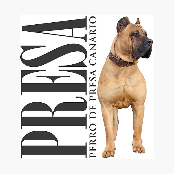Presa Canario Dogo Argentino Bullmastiff 7+ Hundred Presa Canario