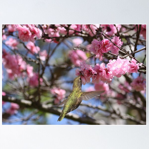 Hummingbird in Blossoms Poster