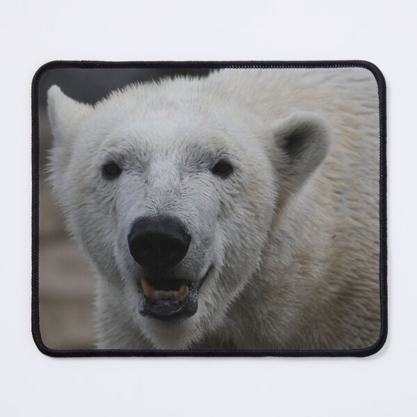 Item preview, Curious Polar Bear designed and sold by Kim Pruim.