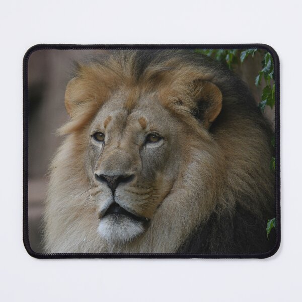 Item preview, Lion In Summer designed and sold by Kim Pruim.