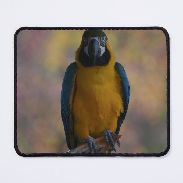 Item preview, Autumn Macaw designed and sold by Kim Pruim.