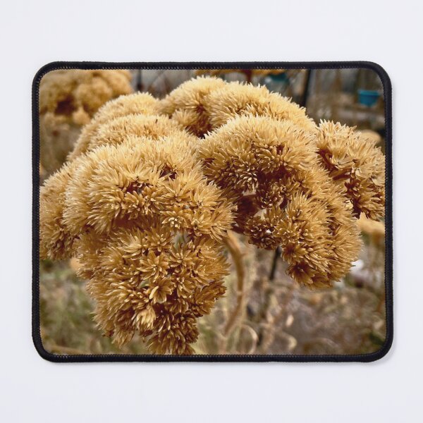 Item preview, Fernleaf Yarrow designed and sold by Betsy Phillips.