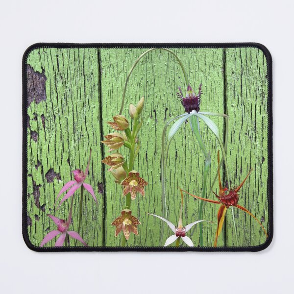 Item preview, Cerise Spider Orchid on Green Painted Wall, native orchids of Western Australia. designed and sold by Leonie Mac Lean.