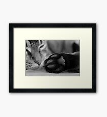 Holly VI Framed Print