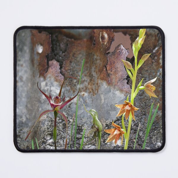 Item preview, Rusty Spider and Orchids with Rusty Tin, native orchids of Australia. designed and sold by Leonie Mac Lean.