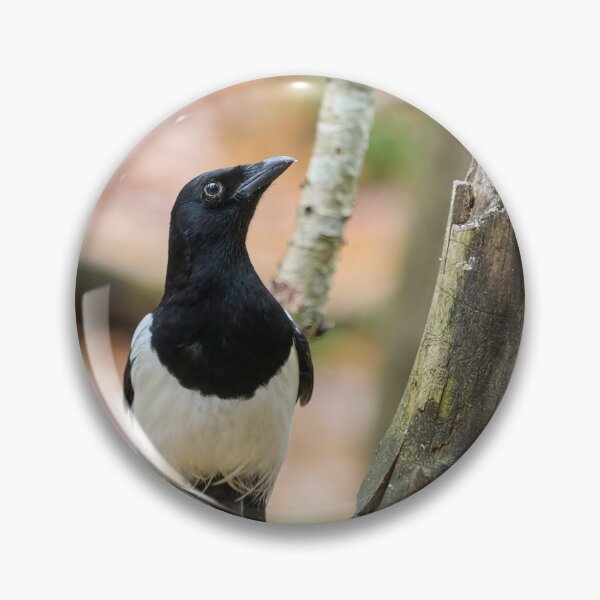 Item preview, Look up look high. Eurasian magpie designed and sold by Jouko Lehto Photography.