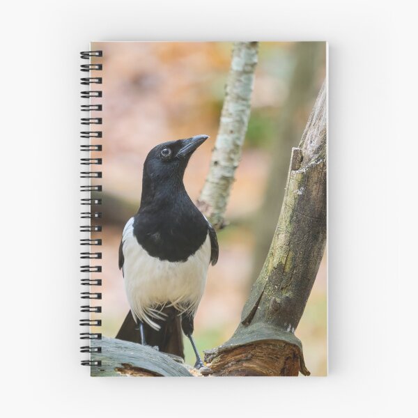 Item preview, Look up look high. Eurasian magpie designed and sold by Jouko Lehto Photography.