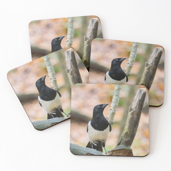 Item preview, Look up look high. Eurasian magpie designed and sold by Jouko Lehto Photography.
