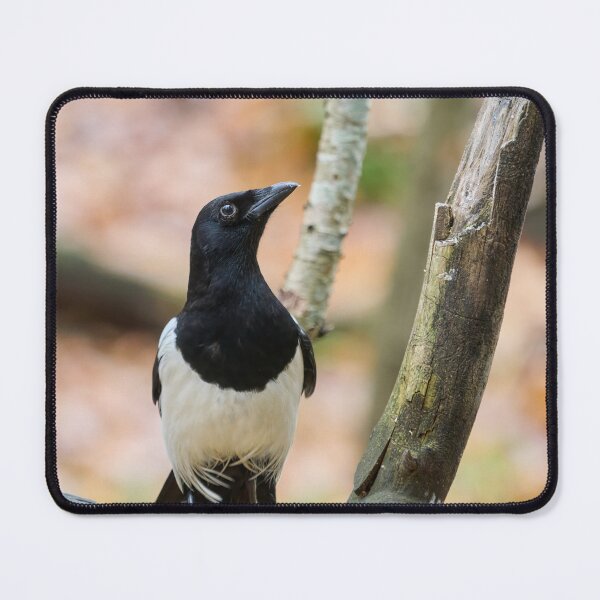 Item preview, Look up look high. Eurasian magpie designed and sold by Jouko Lehto Photography.