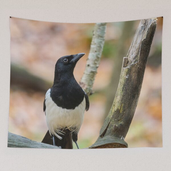 Item preview, Look up look high. Eurasian magpie designed and sold by Jouko Lehto Photography.